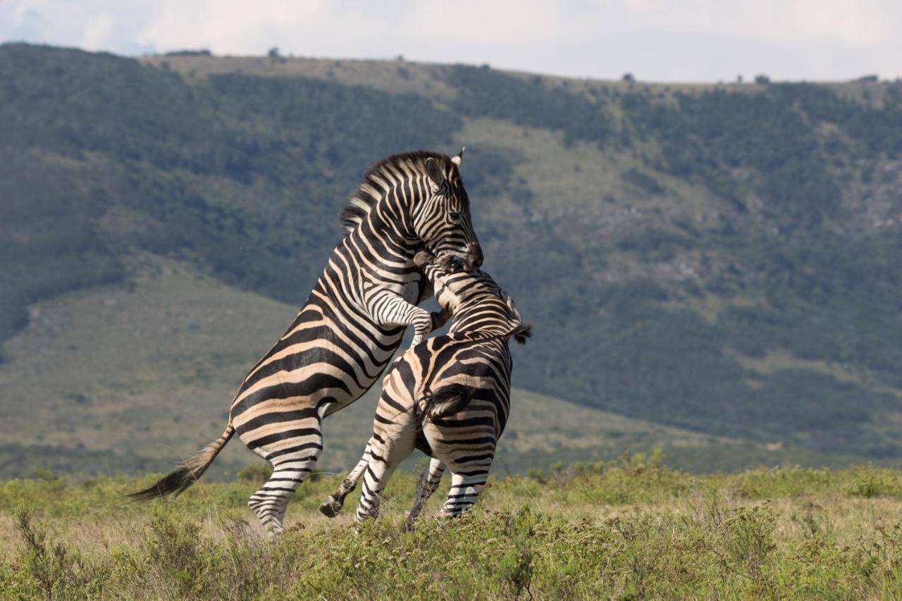 Pumba Private Game Reserve Grahamstown Exterior photo
