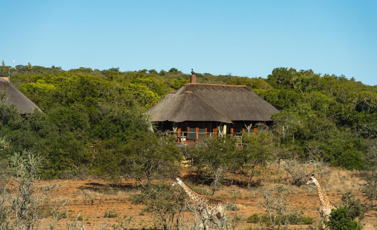Pumba Private Game Reserve Grahamstown Exterior photo